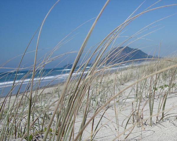 Arataki beach dunes